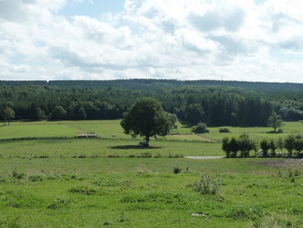 Bild 1 von Eiche südöstlich Hakenberg